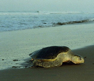olive ridley seaturtle
